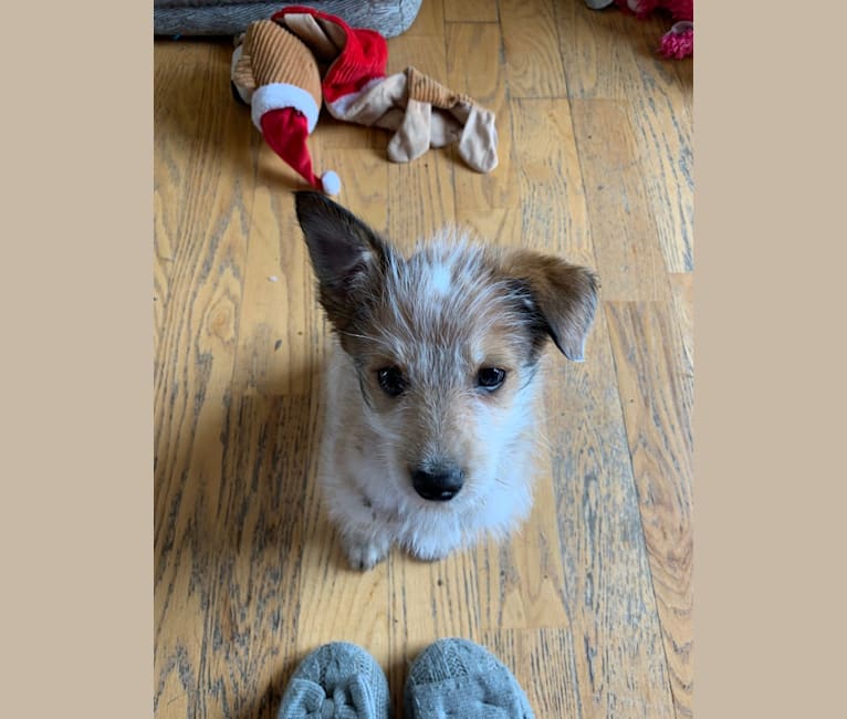 Henry, a Miniature Schnauzer and Australian Cattle Dog mix tested with EmbarkVet.com