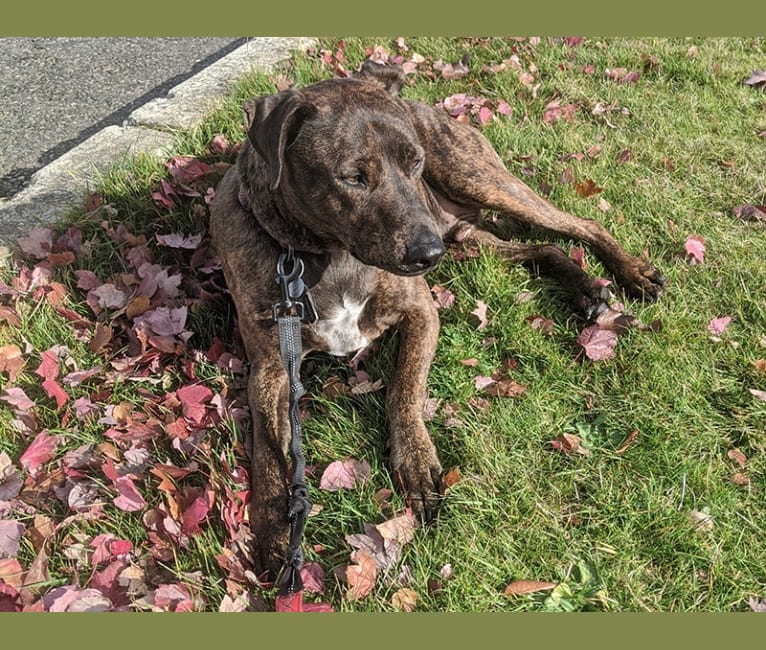 Riley, a Catahoula Leopard Dog and Whippet mix tested with EmbarkVet.com