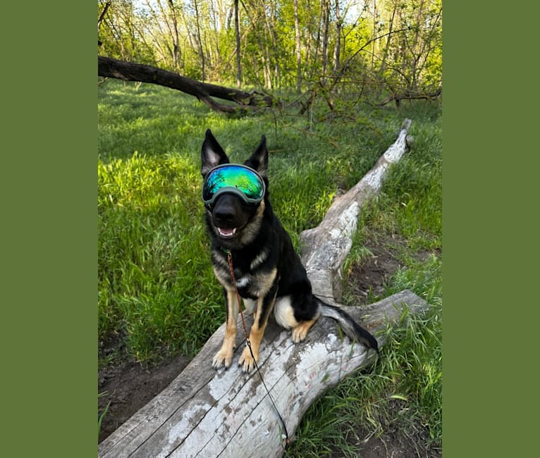 Pyro, a German Shepherd Dog (6.9% unresolved) tested with EmbarkVet.com