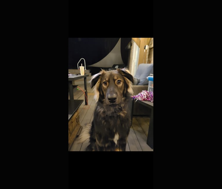 Photo of Oakley, an Alaskan Malamute, German Shepherd Dog, Siberian Husky, and Mixed mix in Manitoba, Canada