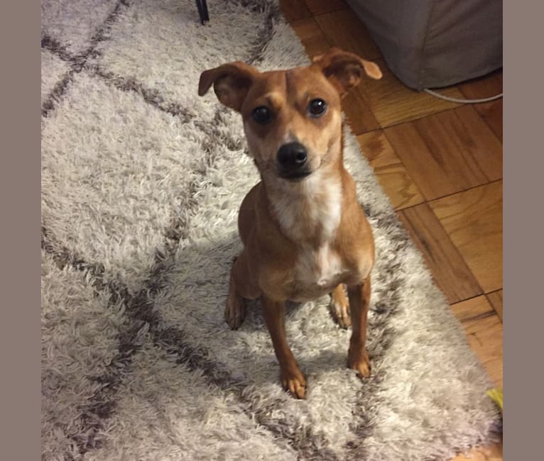 Chihuahua red 2025 heeler mix
