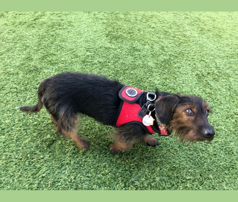 Maggie, a Dachshund and Yorkshire Terrier mix tested with EmbarkVet.com