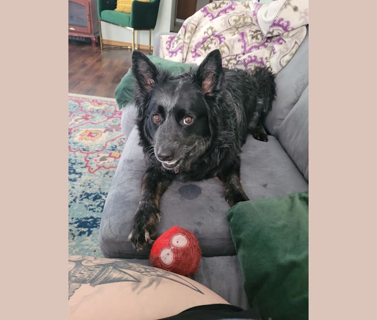 Odin 'stinky butt' Mussatti, an Australian Cattle Dog tested with EmbarkVet.com