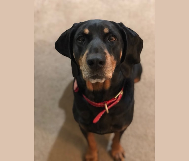 Layla, a Black and Tan Coonhound tested with EmbarkVet.com