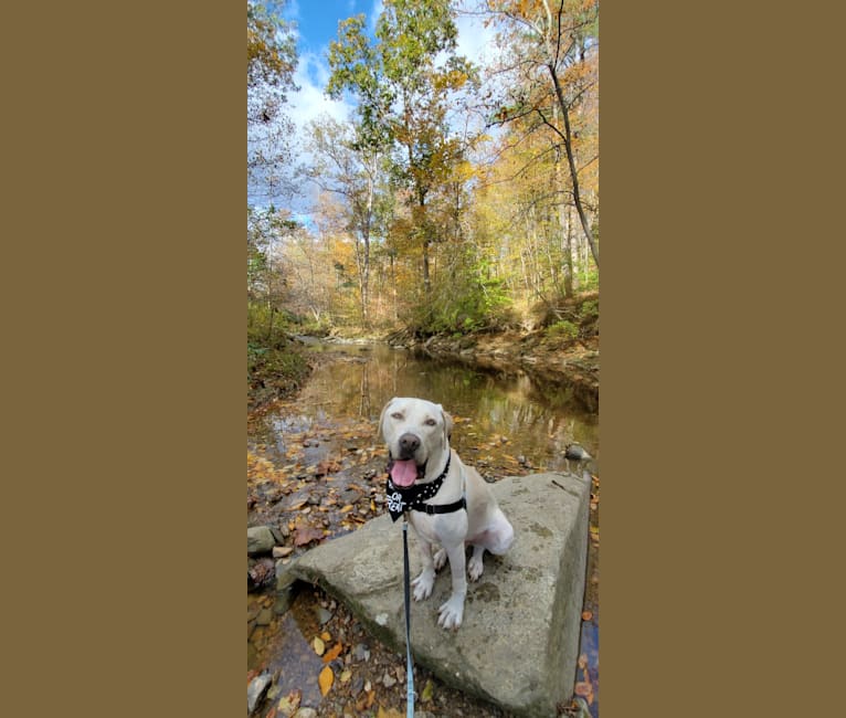 Photo of Oatly, a Boerboel and Cane Corso mix in USA