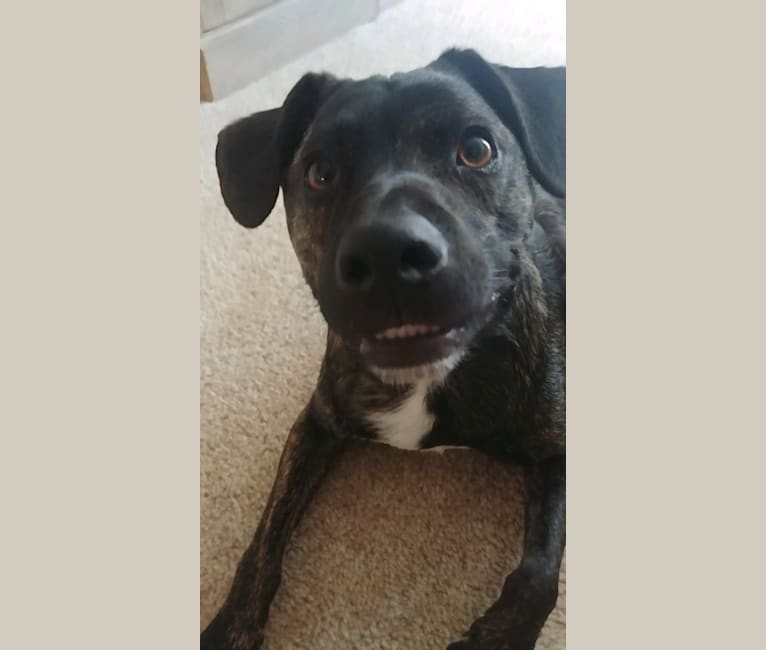 Photo of Ollie, a Rat Terrier, Labrador Retriever, Staffordshire Terrier, Mixed, and Chow Chow mix in Virginia Beach, Virginia, USA