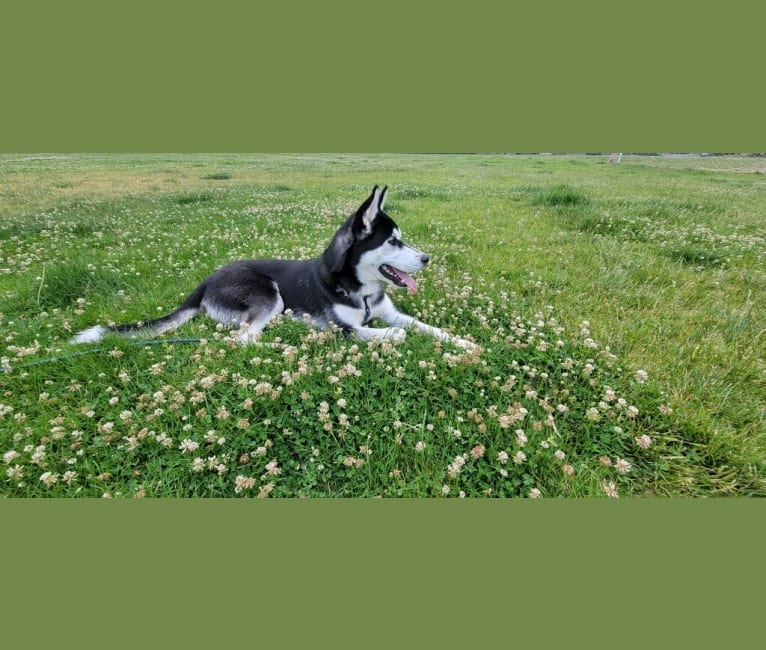 Stetson, a Siberian Husky and German Shepherd Dog mix tested with EmbarkVet.com
