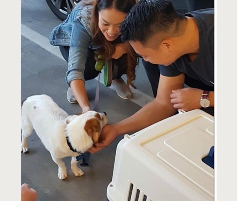 Benji, a Chinese Village Dog tested with EmbarkVet.com