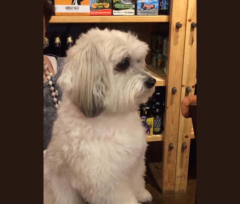 American eskimo cheap maltese mix