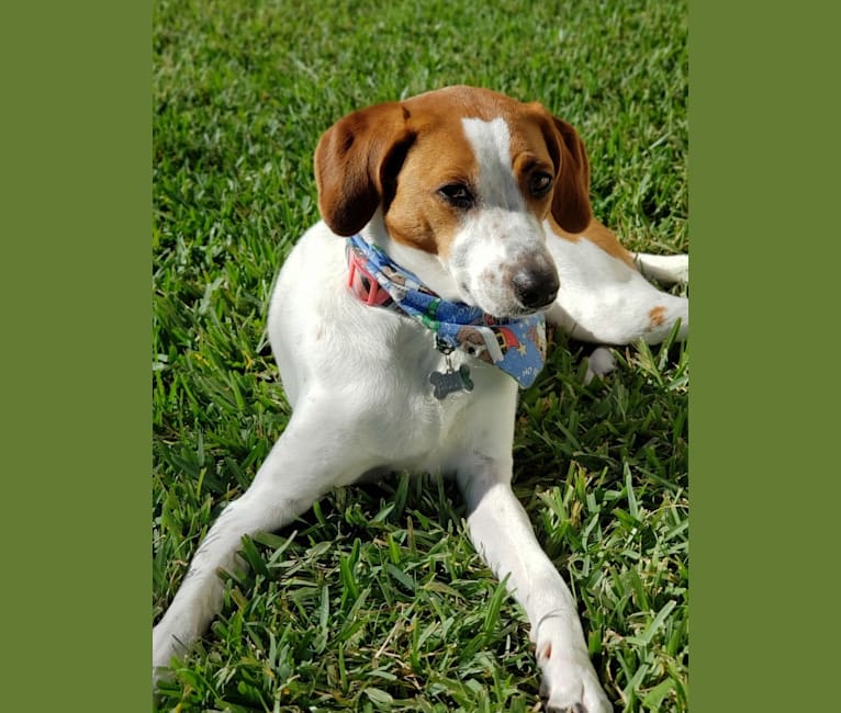 Foxhound mix deals with beagle