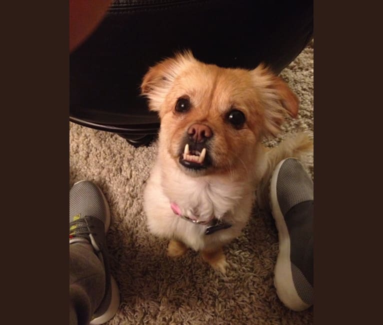 Photo of Maggie, a Pekingese, Chihuahua, Pomeranian, and Mixed mix in Temecula, California, USA