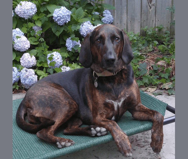 Charlie, an American Foxhound and Plott mix tested with EmbarkVet.com