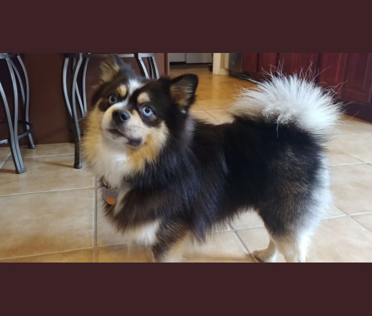 Miles, a Pomsky tested with EmbarkVet.com