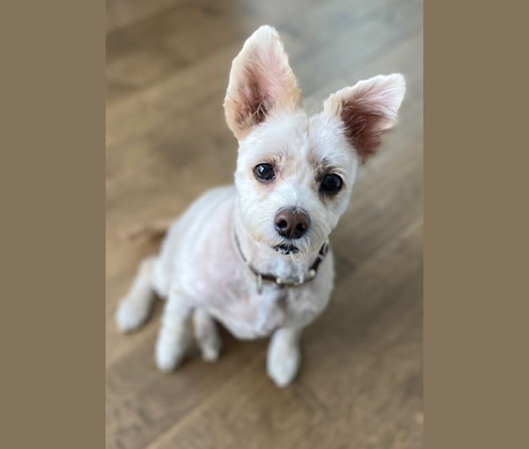 Zuzu, a Miniature Pinscher and Poodle (Small) mix tested with EmbarkVet.com