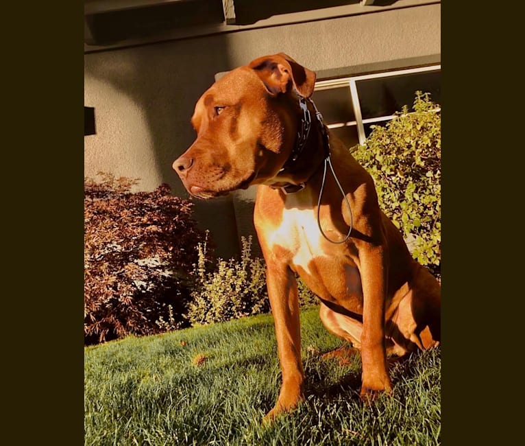 Photo of Jasper, an American Bully  in California, USA