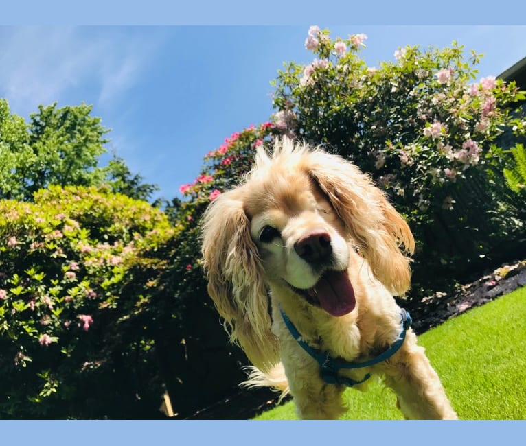 Cocker spaniel lhasa apso hot sale mix