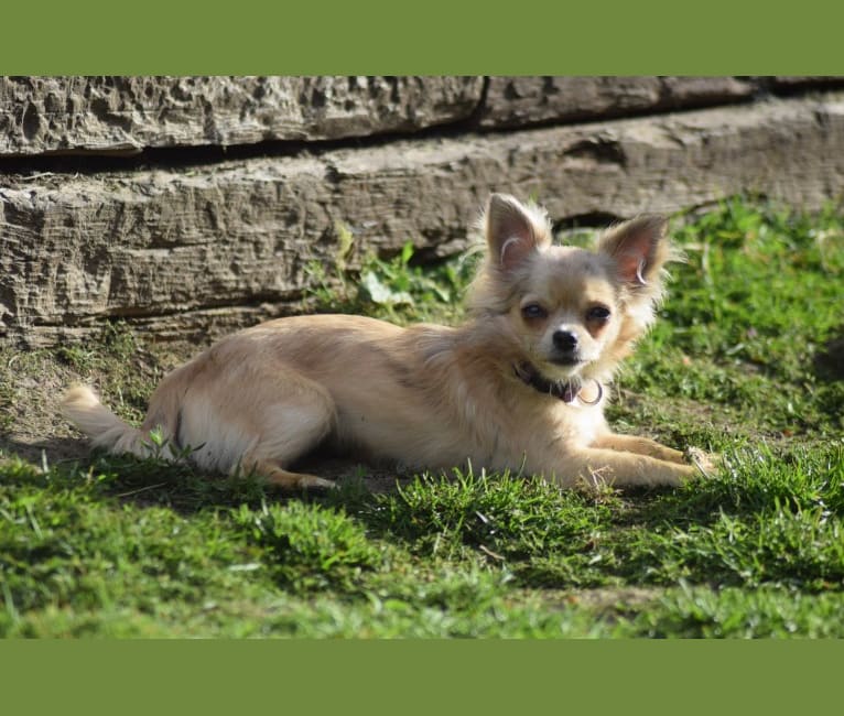 Photo of Brea, a Chihuahua  in Salem, OR, USA