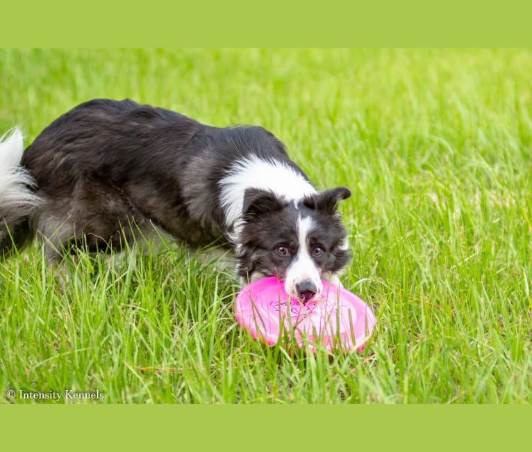 Tega’s  cryptic skinny little clue aka    Riddle, a Border Collie tested with EmbarkVet.com