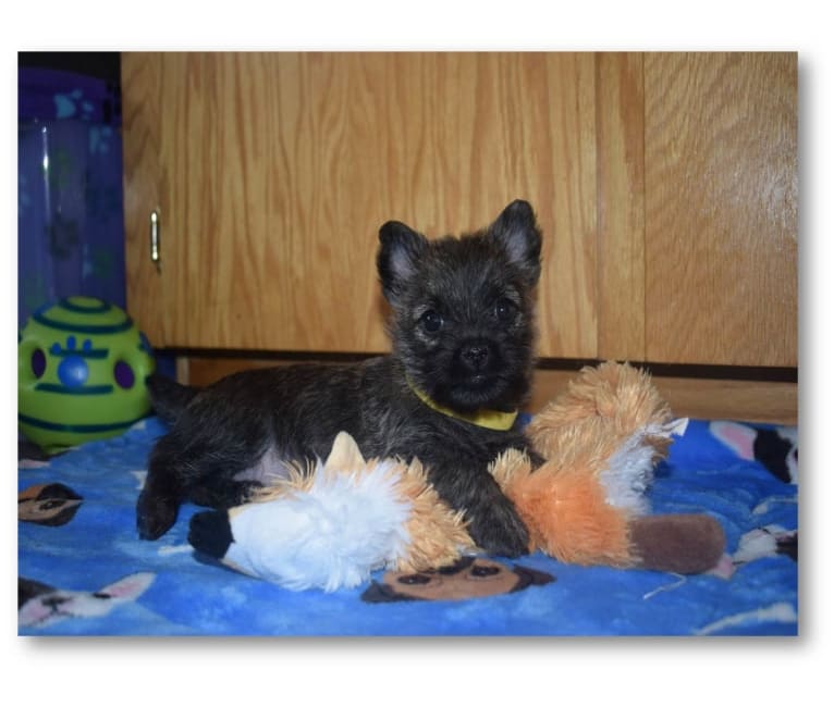 Photo of Moxie, a Cairn Terrier  in McNamee, New Brunswick, Canada