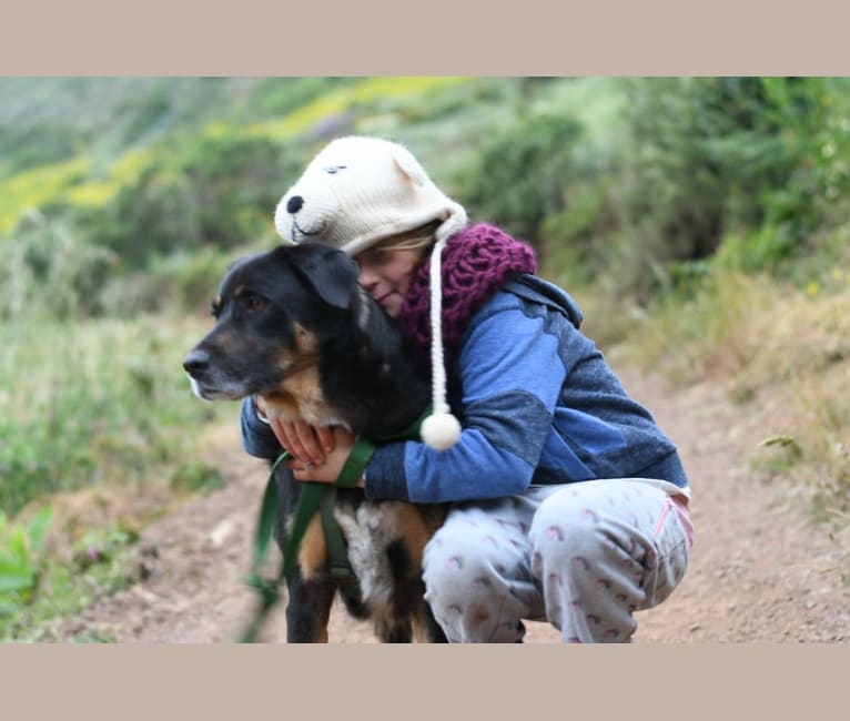 Spangler, an Australian Shepherd and Border Collie mix tested with EmbarkVet.com