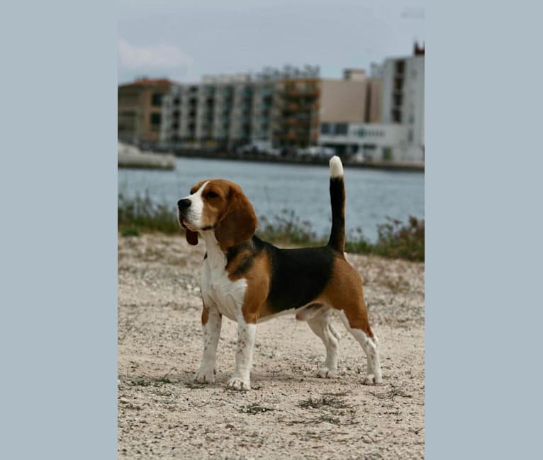 Peter Pan Lou Crystal Song, a Beagle tested with EmbarkVet.com