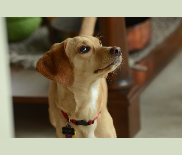 Rory, a Basset Hound and Chihuahua mix tested with EmbarkVet.com