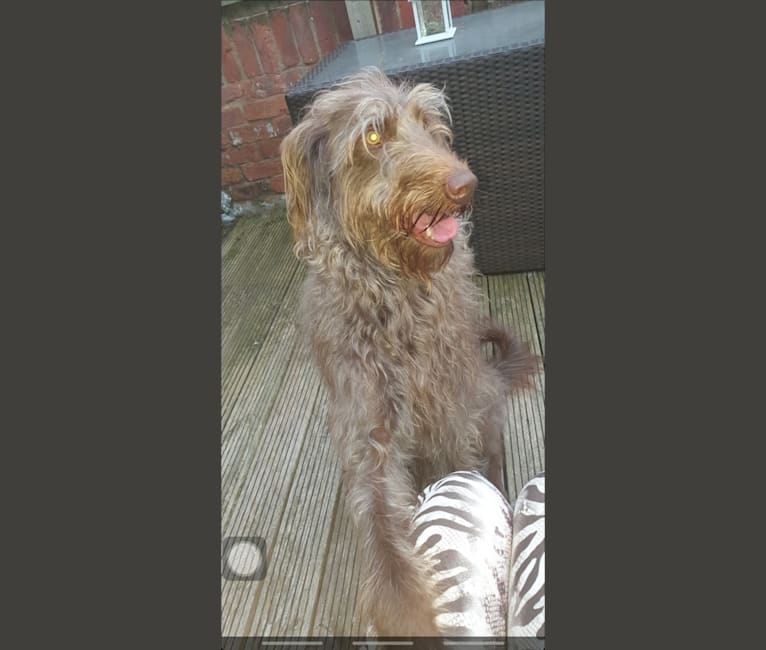Photo of Archie, a Poodle (Standard), Greyhound, Saluki, and Golden Retriever mix in Louth, England, United Kingdom