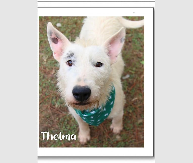 Thelma, a Bull Terrier and American Pit Bull Terrier mix tested with EmbarkVet.com