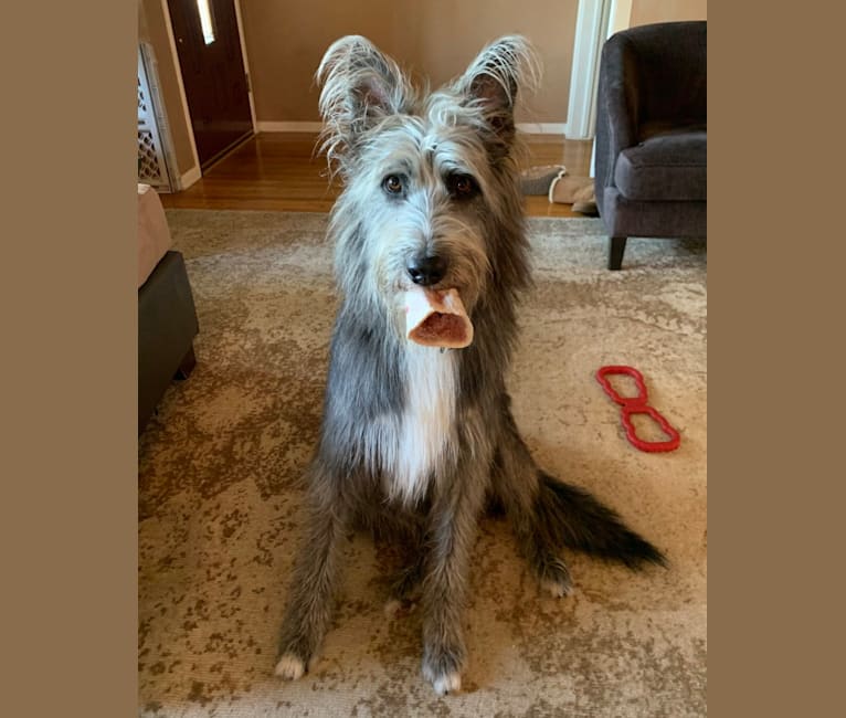 Ben, a German Shepherd Dog and Old English Sheepdog mix tested with EmbarkVet.com