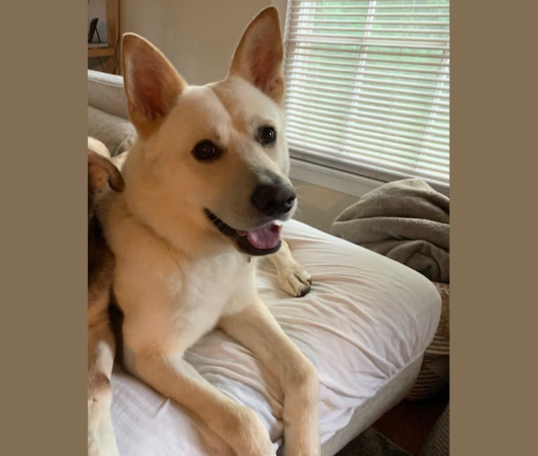 Photo of Rio, an Akita and German Shepherd Dog mix in Gonzales, TX, USA
