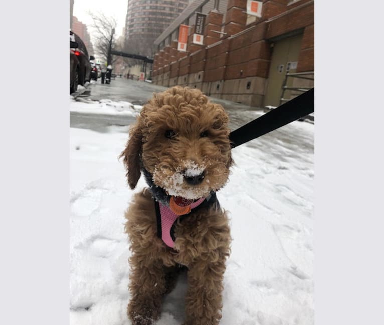 Rosie, a Goldendoodle tested with EmbarkVet.com