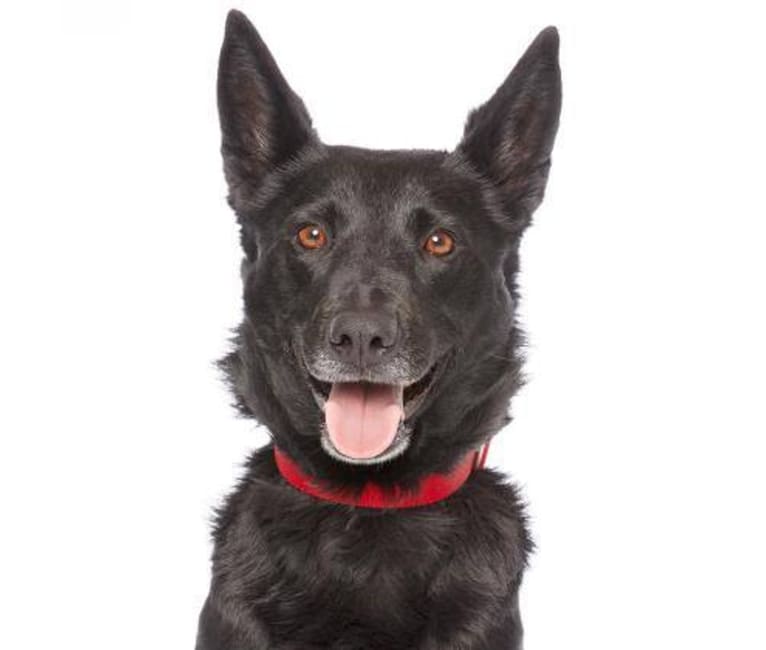 Zoe, a German Shepherd Dog and Rottweiler mix tested with EmbarkVet.com