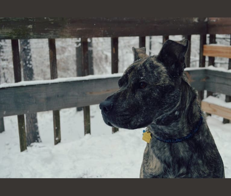 Paxton, an American Pit Bull Terrier and Boxer mix tested with EmbarkVet.com