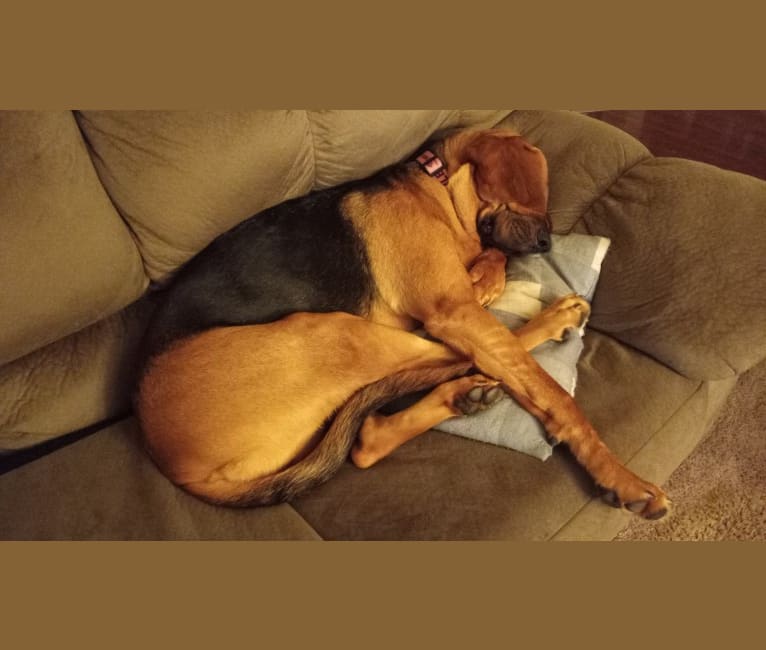Photo of Maile, a Bloodhound  in Somerset, Kentucky, USA