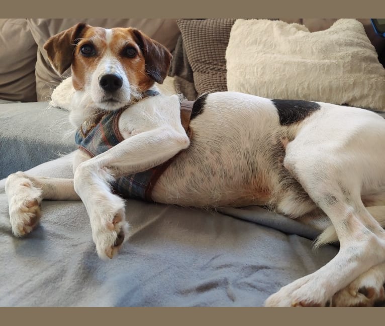 Embark Dog DNA Test Breed