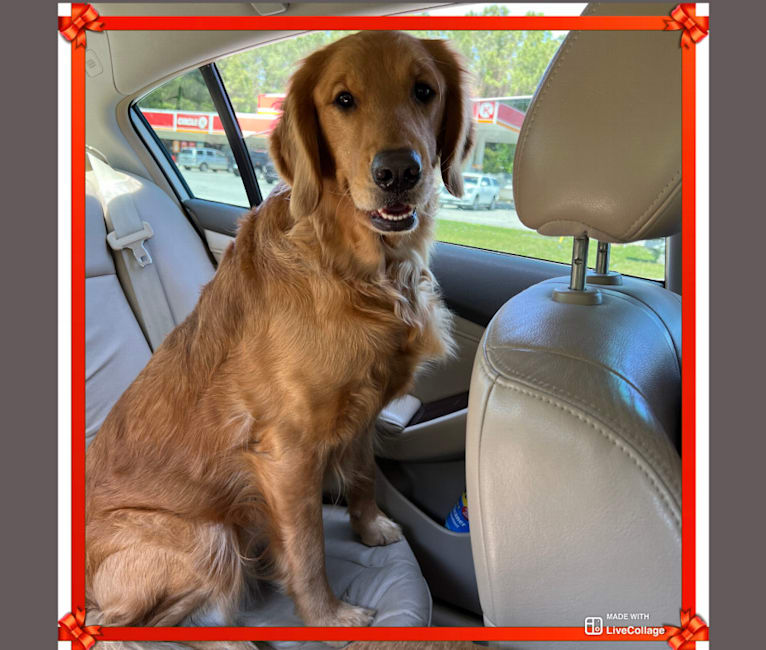 Baby Girl, a Golden Retriever tested with EmbarkVet.com