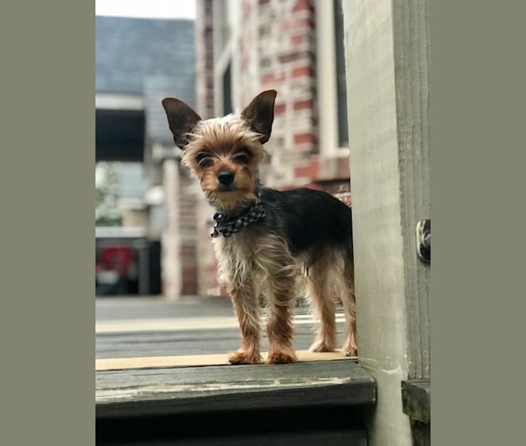 Dodger, a Yorkshire Terrier and Chihuahua mix tested with EmbarkVet.com