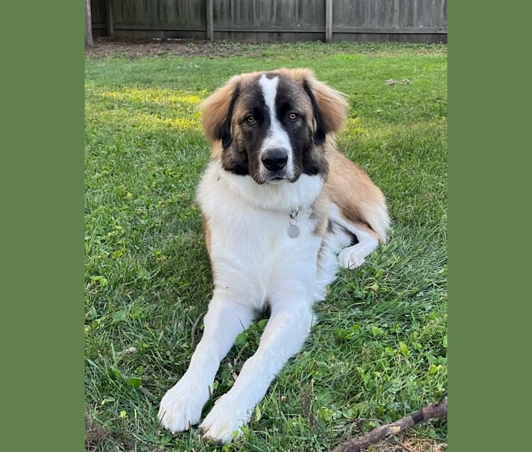 Clyde, an Anatolian Shepherd Dog and Great Pyrenees mix tested with EmbarkVet.com