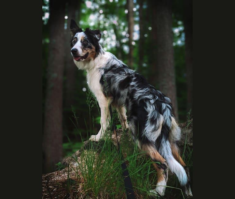 Photo of Wren, a Border Collie  in Waterville, NS, Canada