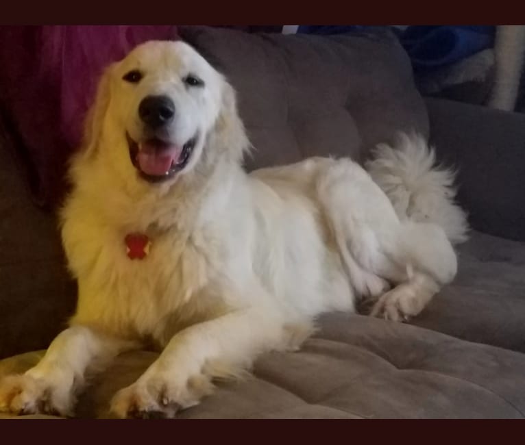 Hannah, a Great Pyrenees tested with EmbarkVet.com