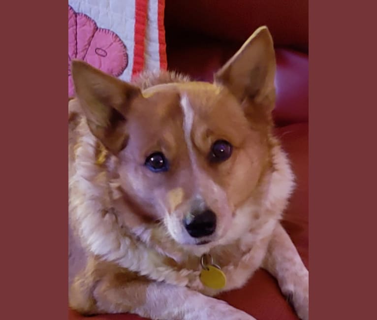 Red heeler corgi deals mix