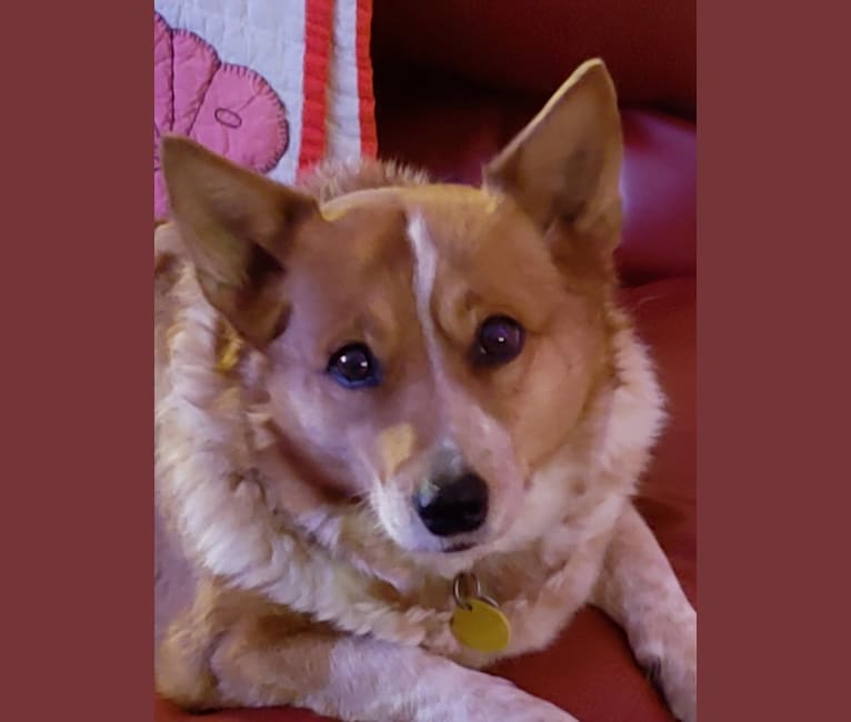 Sissy, a Pembroke Welsh Corgi and Australian Cattle Dog mix tested with EmbarkVet.com