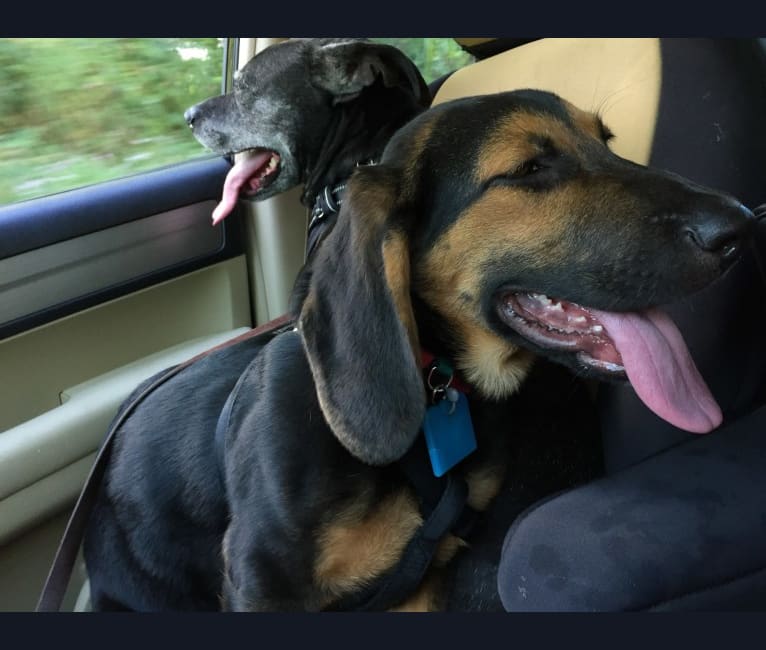 Dexter, a German Shepherd Dog and Basset Hound mix tested with EmbarkVet.com