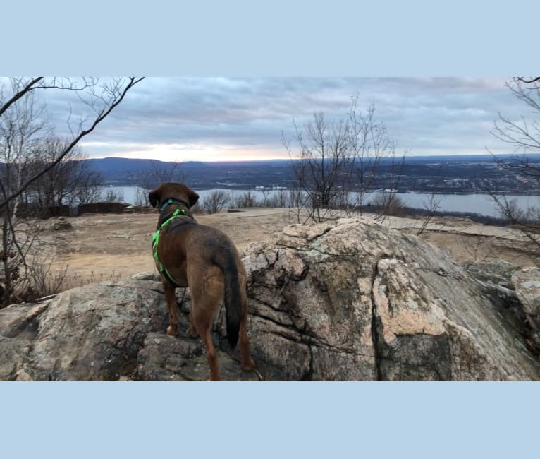 Rufus, a Rottweiler and Beagle mix tested with EmbarkVet.com