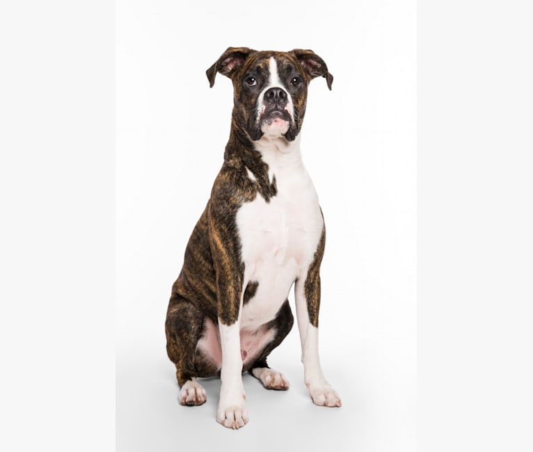Buddy, a Boxer and Norwegian Elkhound mix tested with EmbarkVet.com