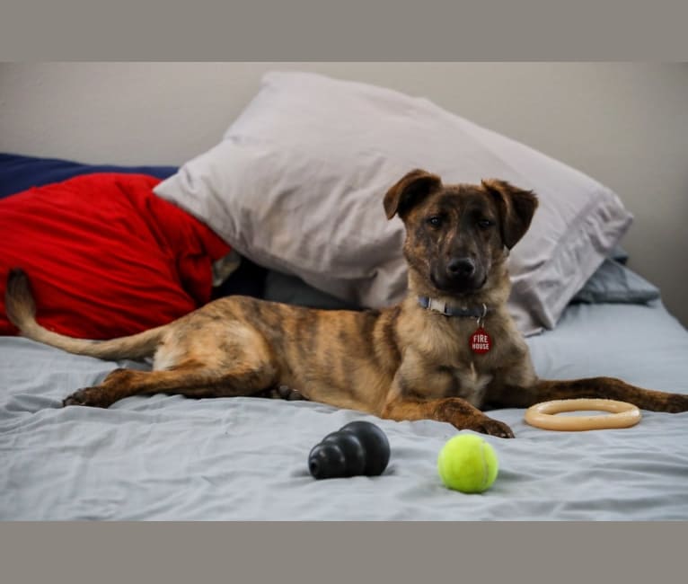 Photo of Braxton, a Catahoula Leopard Dog, Australian Cattle Dog, Chow Chow, German Shepherd Dog, and Mixed mix in Austin, Texas, USA