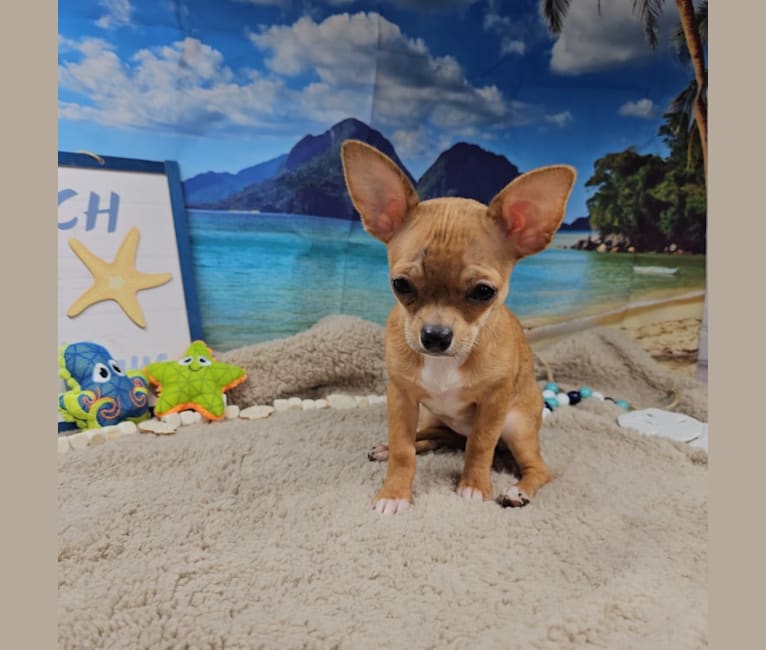 Briar, a Chihuahua tested with EmbarkVet.com