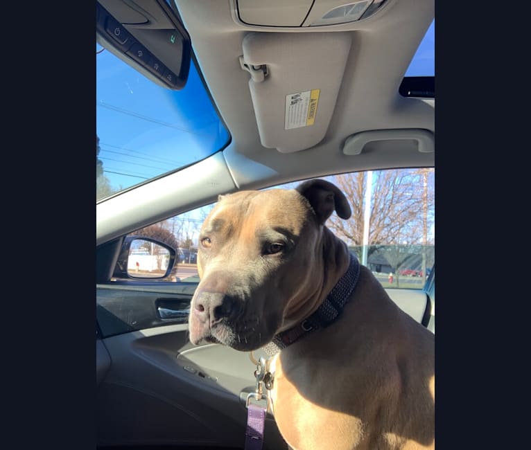 Maverick, an American Pit Bull Terrier and American Staffordshire Terrier mix tested with EmbarkVet.com