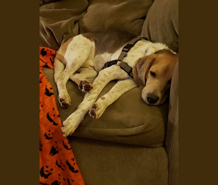 Photo of Snoopy, a Beagle and American Foxhound mix in Clermont, Florida, USA