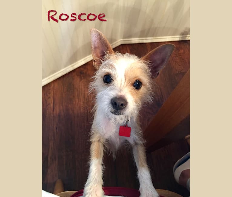 Roscoe, a Chihuahua and Miniature Pinscher mix tested with EmbarkVet.com